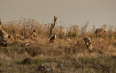 Osphranter robustus robustus