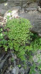 Adiantum tricholepis