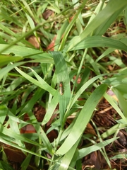 Chauliognathus tricolor