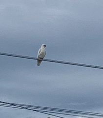 Cacatua sanguinea