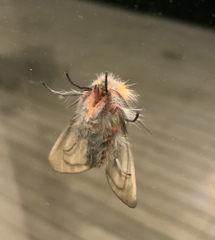 Mallocephala rubripes