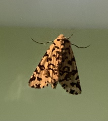 Leucolithodes paulina