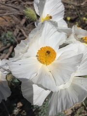 Argemone munita