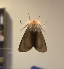 Mallocephala rubripes