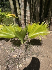 Pritchardia