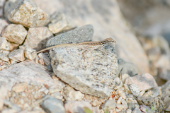 Pristurus sokotranus