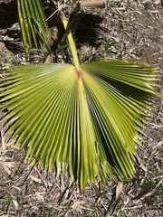 Pritchardia