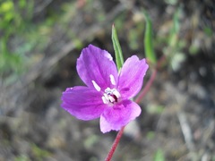 Clarkia purpurea