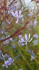 Prismatocarpus diffusus