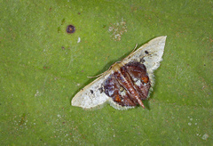 Idaea ellisca
