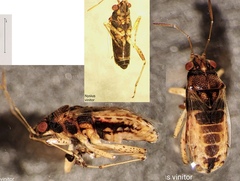 Nysius vinitor