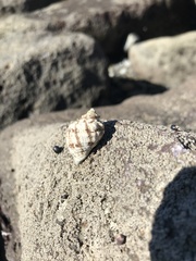 Mexacanthina