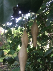 Ordgarius magnificus