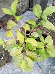 Brunfelsia pauciflora