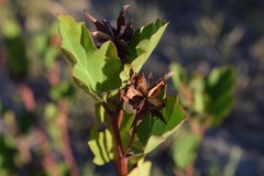Cienfuegosia drummondii