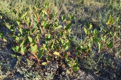 Cienfuegosia drummondii