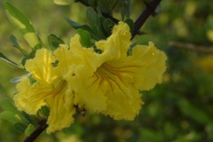Tabebuia nodosa
