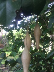 Ordgarius magnificus