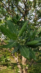 Cnidoscolus quercifolius