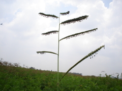 Paspalum plicatulum
