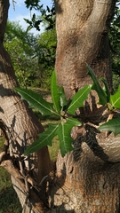 Cnidoscolus quercifolius