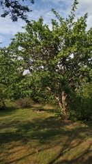 Cnidoscolus quercifolius