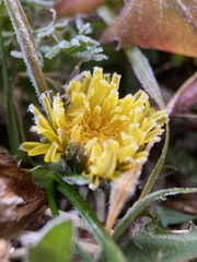 Taraxacum officinale