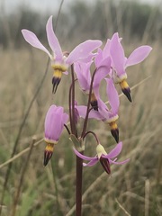 Primula pauciflora pauciflora