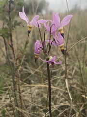 Primula pauciflora pauciflora