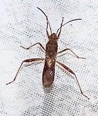 Burtinus notatipennis