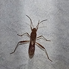 Burtinus notatipennis