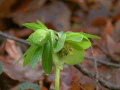 Helleborus odorus