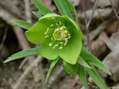 Helleborus odorus