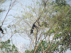 Alouatta belzebul