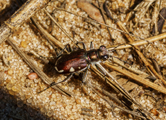 Cicindela scutellaris lecontei