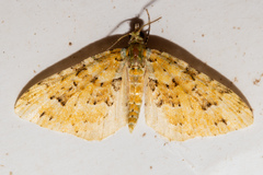 Pasiphila melochlora