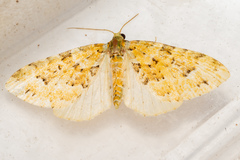 Pasiphila melochlora