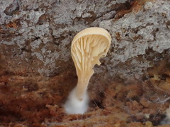 Panellus ligulatus