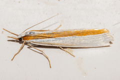 Orocrambus ephorus