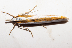 Orocrambus ephorus