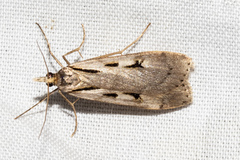 Scoparia panopla