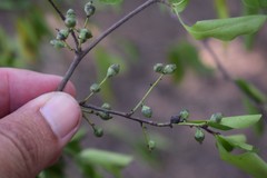 Achatocarpus praecox