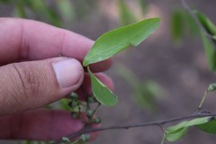 Achatocarpus praecox