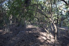 Achatocarpus praecox