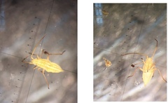 Trigonotylus brevipes