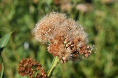 Pluchea microcephala