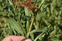 Pluchea microcephala