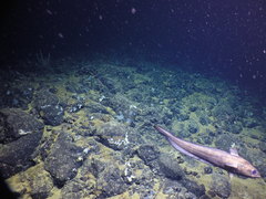 Coryphaenoides acrolepis