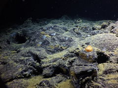 Psolus squamatus