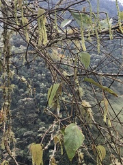Paratrophis insignis, photograph Skjold Søndergaard, CC BY, iNaturalist via GBIF
